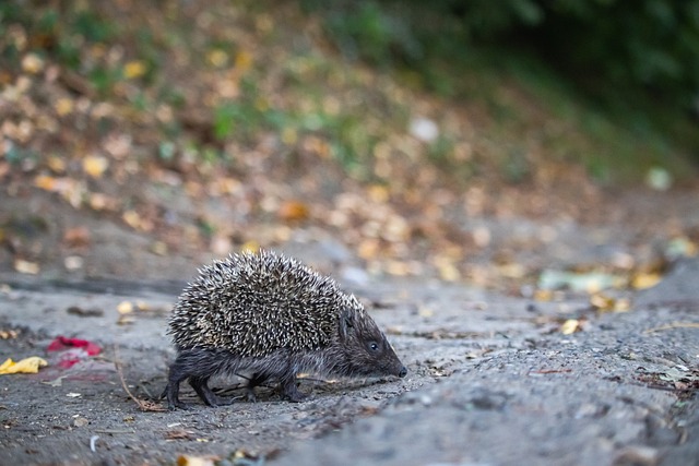 但难以持续 但难以持续
